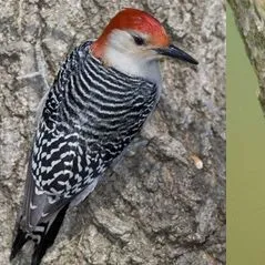 thumbnail for publication: Building for Birds Evaluation Tool: Breeding and Wintering Habitat for Forest Birds